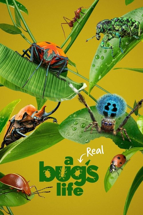 A Real Bug’s Life : 2.Sezon 1.Bölüm