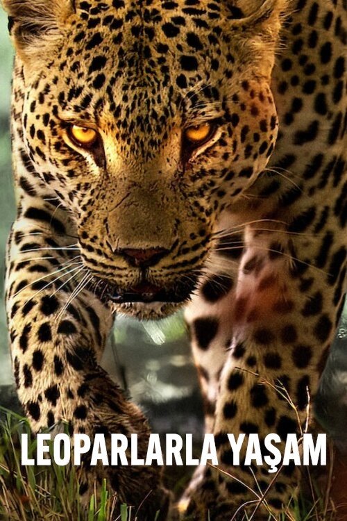 Leoparlarla Yaşam izle (2024)